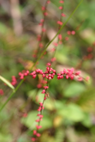 e0083238_20361182.jpg