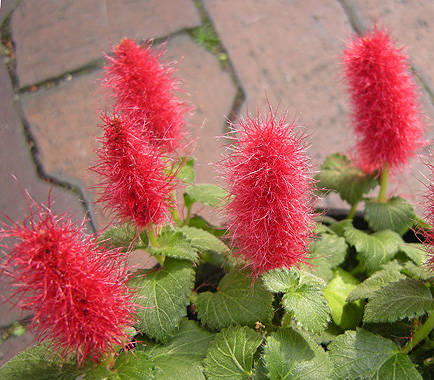 a0001354_2153835.jpg