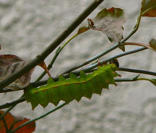 d0091754_13145539.jpg