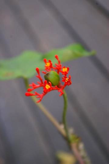 f0159267_18201735.jpg