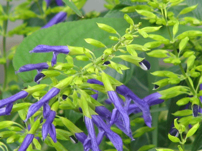 d0050472_1912778.gif