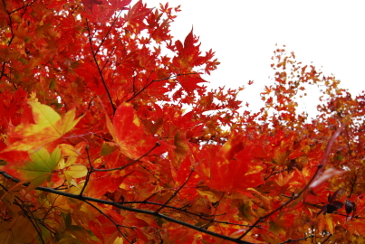 c0092787_18491368.jpg