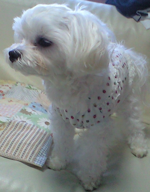 c0135690_8582331.jpg