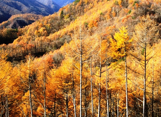 c0122445_1755457.jpg