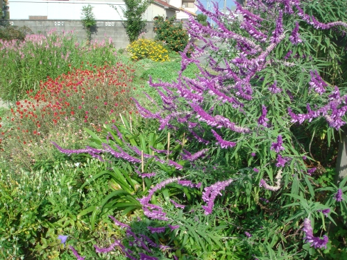 c0108460_17464531.jpg