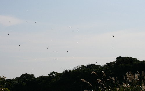 f0181173_16261920.jpg