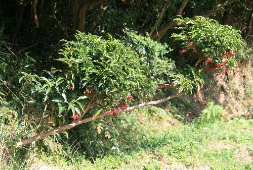 f0181173_1651756.jpg