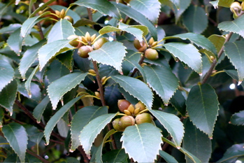 a0079292_14103955.jpg