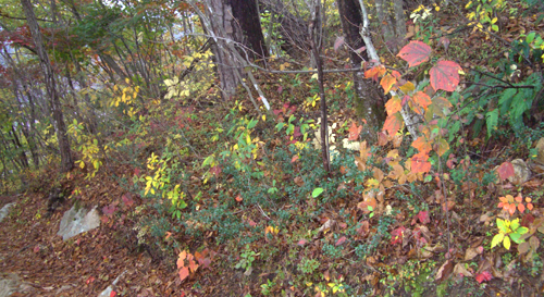 b0099994_104185.jpg