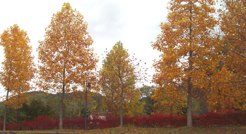 b0099994_105547.jpg