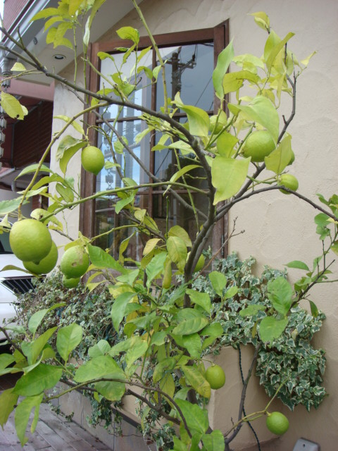 f0137694_7512185.jpg