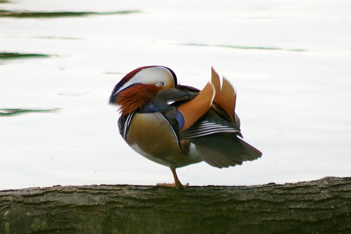 b0043440_0424863.jpg