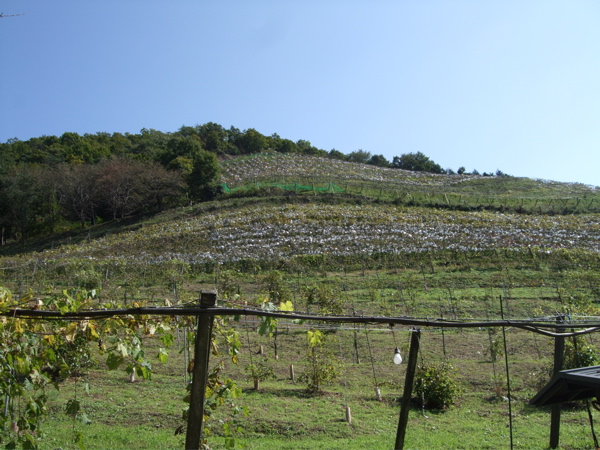 e0020074_2191288.jpg