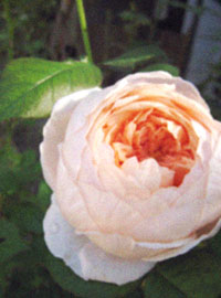 d0077603_11555522.jpg