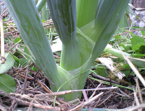 f0135908_6302881.jpg