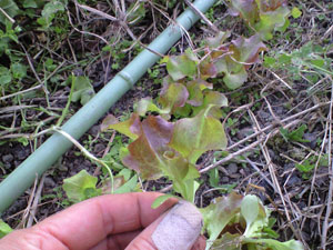 f0135908_6304220.jpg