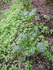 f0135908_6305456.jpg