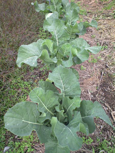 f0135908_6311837.jpg