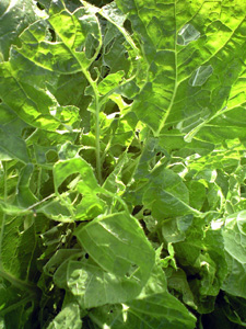 f0135908_6313890.jpg