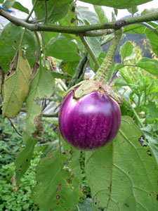 f0135908_631689.jpg