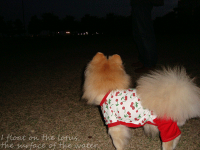 b0075318_20332141.gif