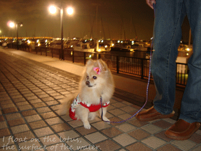 b0075318_2036199.gif