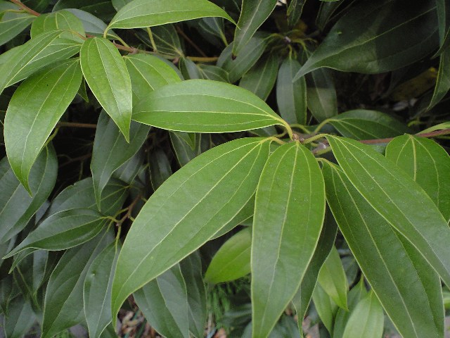 b0145132_14453587.jpg