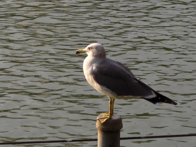 e0081334_3281740.jpg