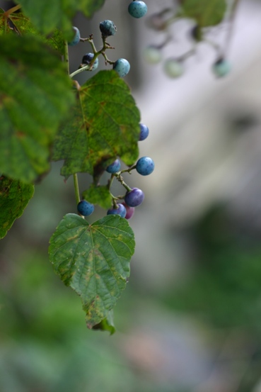e0083238_2114262.jpg