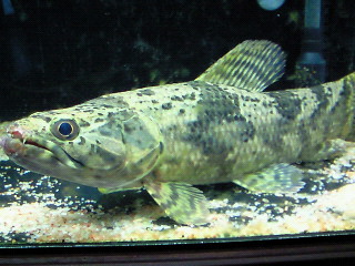 f0009758_1143999.jpg