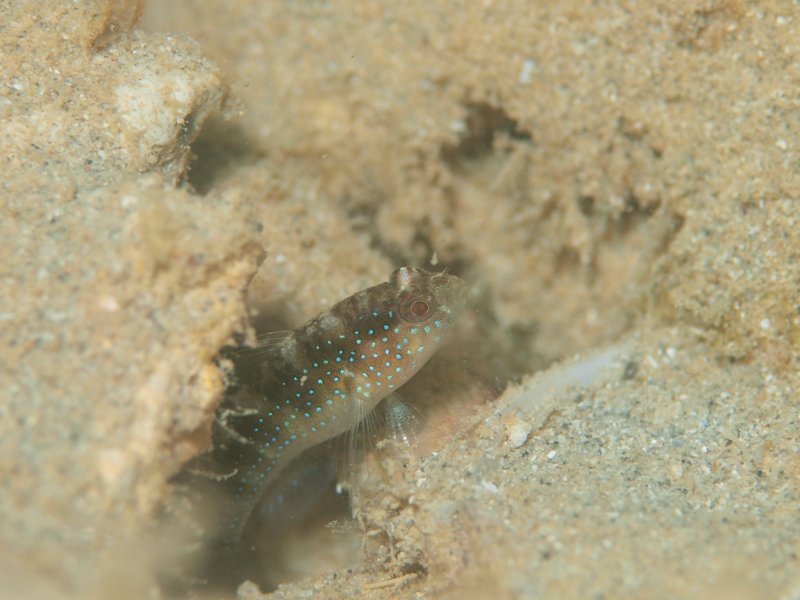b0138768_6333231.jpg