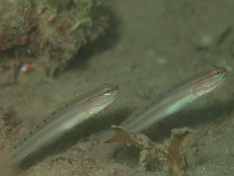 b0138768_634117.jpg