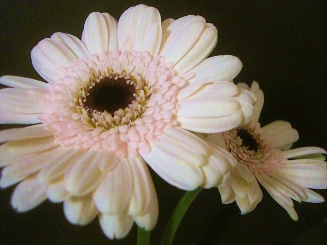 b0119969_1635272.jpg