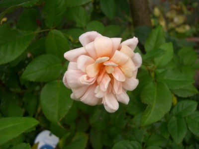 c0078586_20205453.jpg
