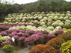 a0022216_22373580.jpg