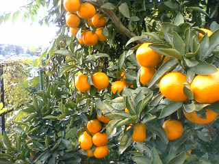 d0024220_23105098.jpg