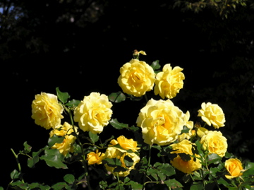 f0128723_2503287.jpg