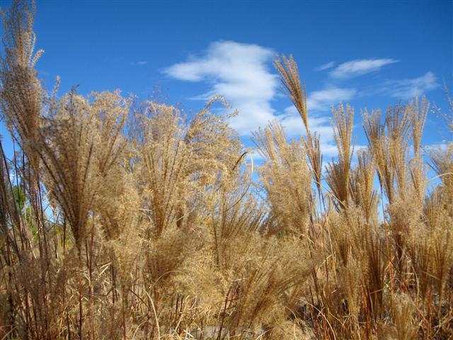 c0150224_9415028.jpg