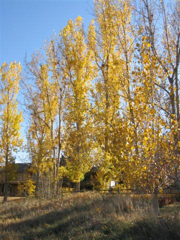 c0150224_942571.jpg