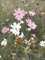 e0094325_1712599.jpg