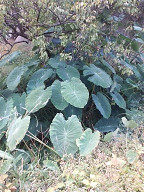 e0094325_17211170.jpg