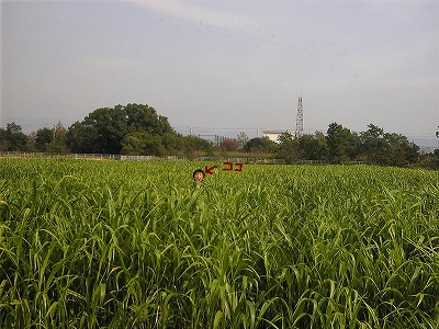 f0138934_18354642.jpg