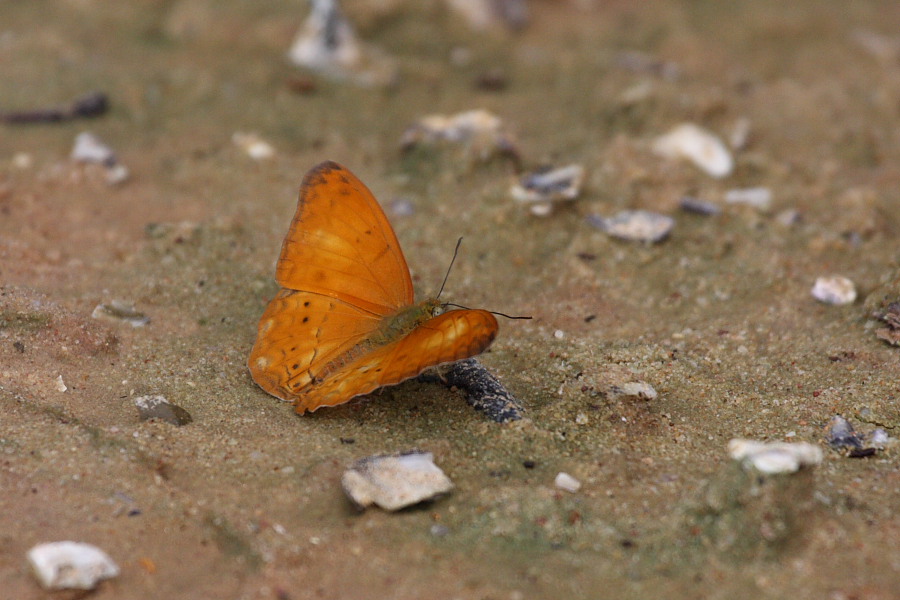 a0094850_18441383.jpg