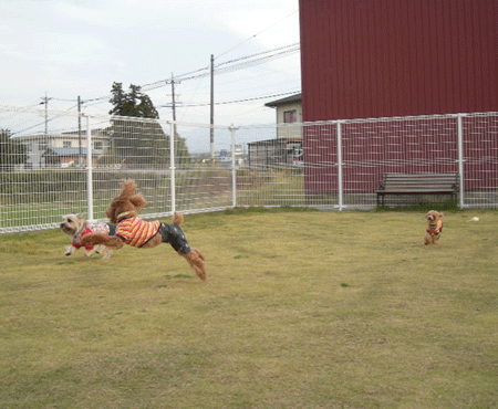 e0066883_2135546.gif