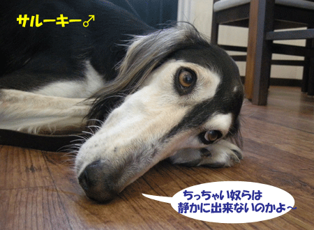 e0066883_21445595.gif