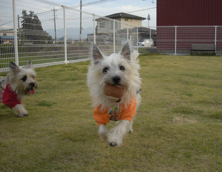 e0066883_2151110.gif