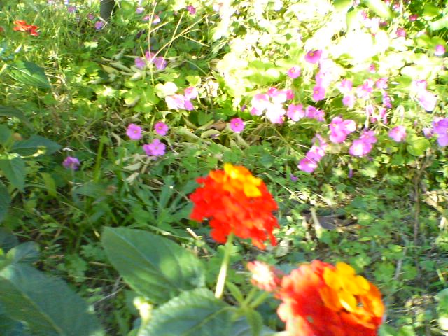 f0077595_103619.jpg