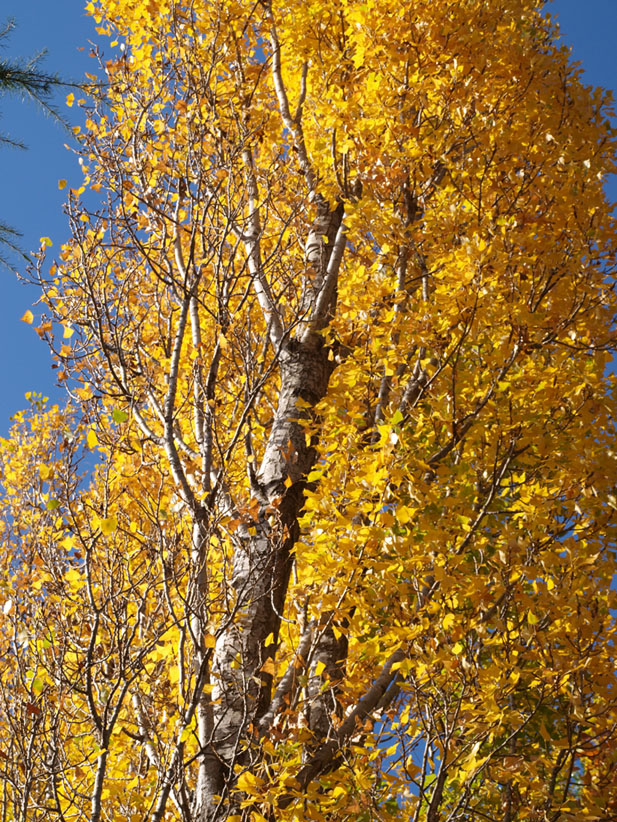 f0108399_1715836.jpg