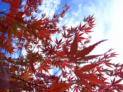 e0145805_12301139.jpg