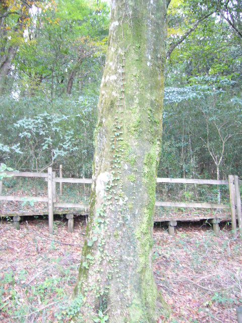 e0015108_1744054.jpg